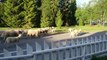 Demi tour d'un troupeau de moutons.. Mauvaise direction !