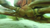 Cette GoPro perdue dans l'eau filme un Crabe très curieux LOL