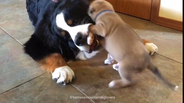 Bernese Mountain Dog preciously befriends 4-week-old puppy