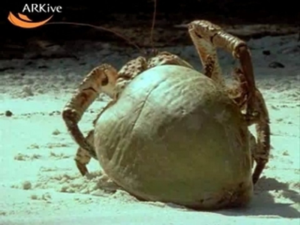CoconutCrab