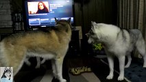 Huskies interrupt TV show with epic howling session
