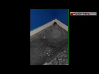 TGSRVlug07 topolino in ospedale taranto