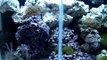 55 gallon saltwater reef aquarium with 10 gallon sump