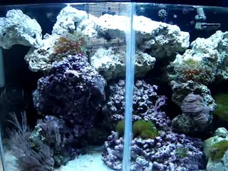 55 gallon saltwater reef aquarium with 10 gallon sump