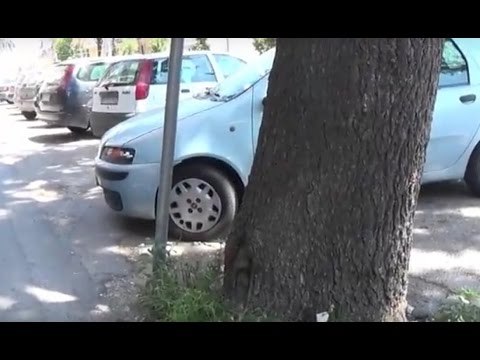 Aversa (CE) - Albero pericolante al Parco Coppola, sos al sindaco (07.07.16)