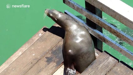 Sea lions squeeze through hole in pier