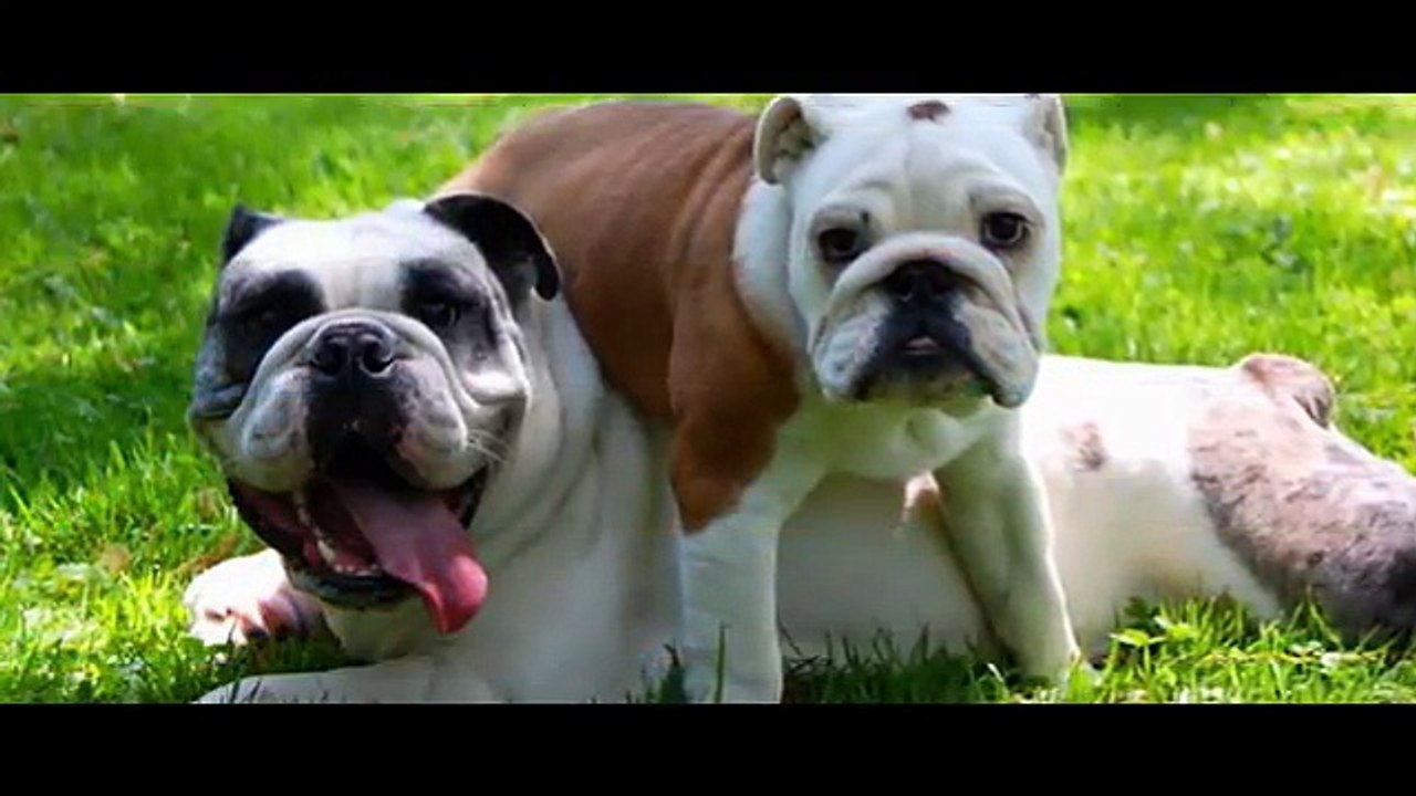 Dog Daycare Del mar