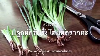 ปลูกผักชีฝรั่งโดยตัดเอารากมาปักชำ 2016.05.19