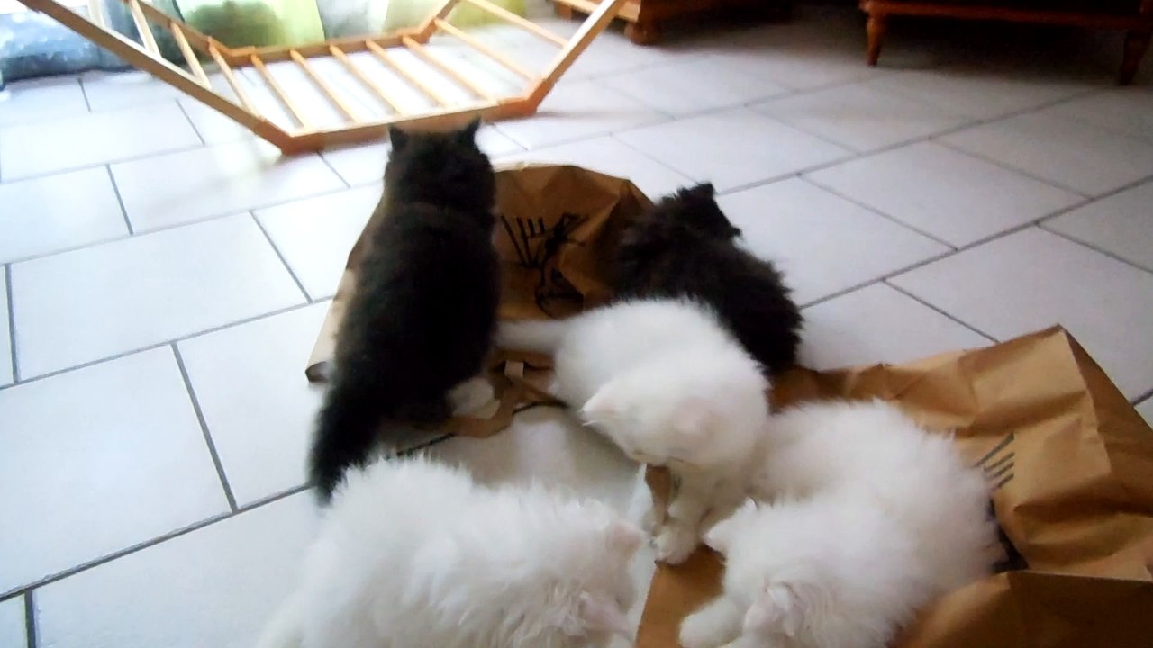 mes bébés deux mois et demi  jouent avec des sacs du KFC