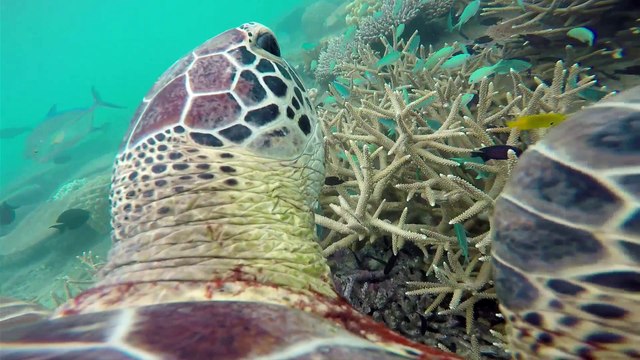 La Minute du Parc naturel marin de Mayotte - Menaces sur les tortues marines ?