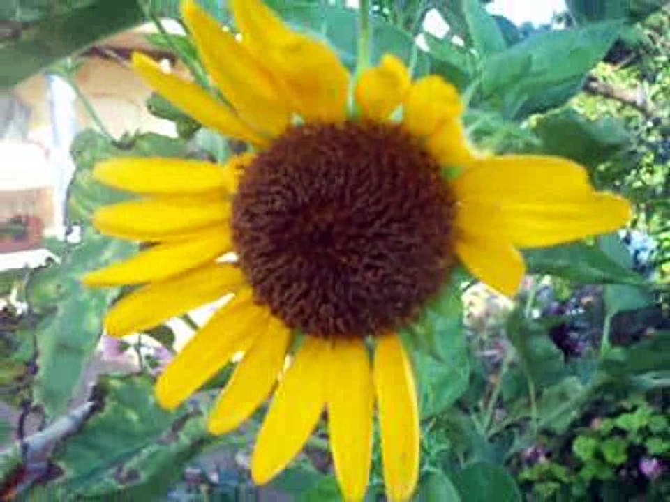sun flower