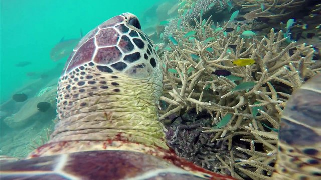 La Minute du Parc naturel marin de Mayotte - Menaces sur les tortues marines - Shimaoré