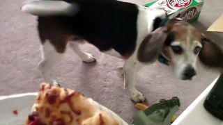 My Beagle Beg's for Pizza12/29/2009