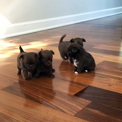 Tiny little Chihuahuas adorably play together