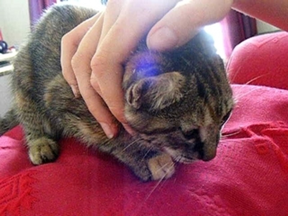 lilith toujours pas de bonne humeur lol