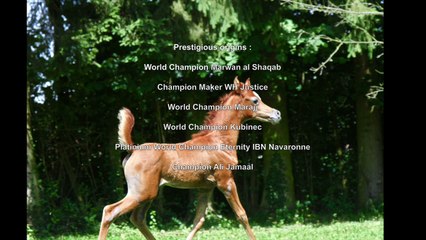 Khaleesi des Lys d'Or