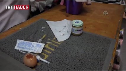 Yavru kırlangıç hayata tutundu