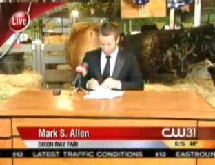 Cow Takes Dump On LIVE NEWS