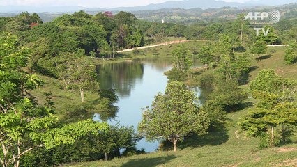 Colombie: hippopotames, l'insolite héritage de Pablo Escobar