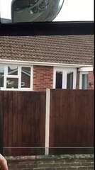 Funny bouncing dog jumps to see over fence