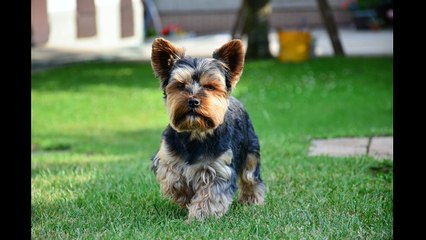 YORKSHIRE TERRIER