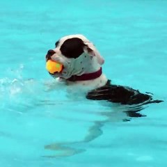 Dog hangs out in the pool just like a human