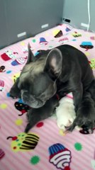 Nursing French Bulldog mother is beyond exhausted