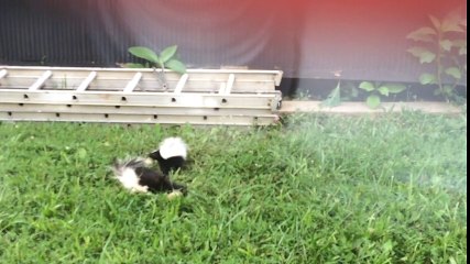 How many skunks do you see- Wait for it!