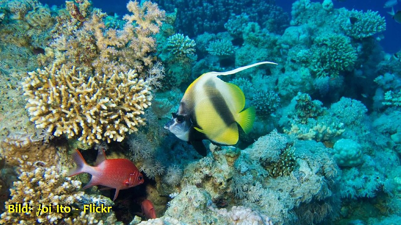 Reisenews: Aqaba - Rotes Meer - Berlin