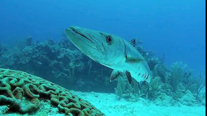 Giant barracuda curiously investigates diver's camera