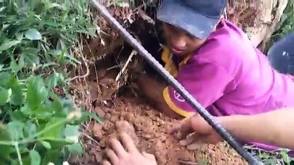 Run người xem cảnh bắt Rắn Hổ Mang khổng lồ bằng tay không