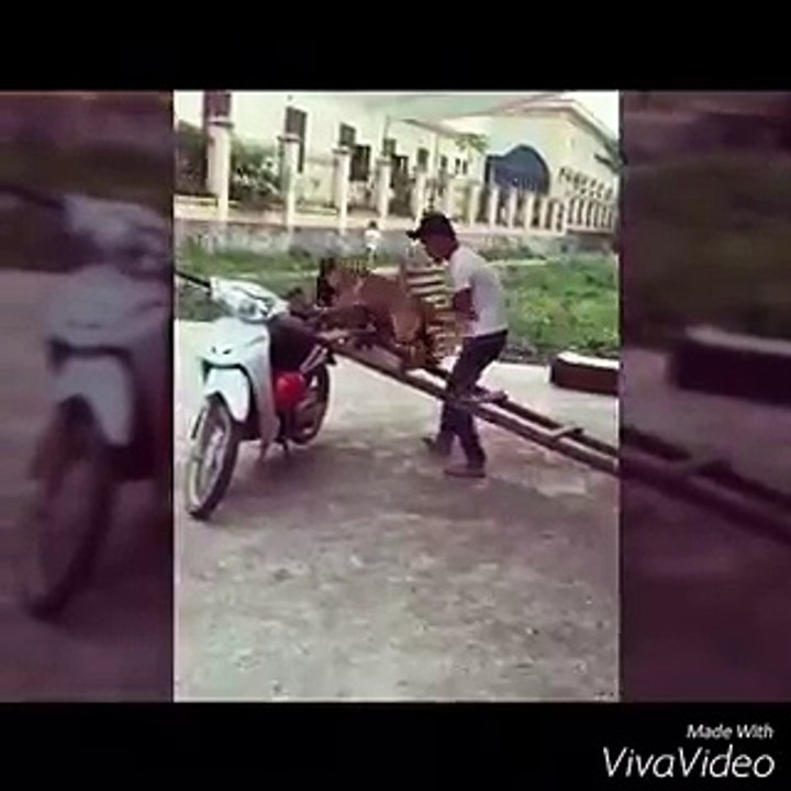 D.T. The Dog Training Video 4 | How to Teach a Dog to Sit, Heel, and Recall