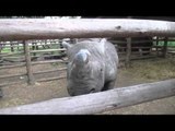 Cute Black Rhino Begs for More Treats