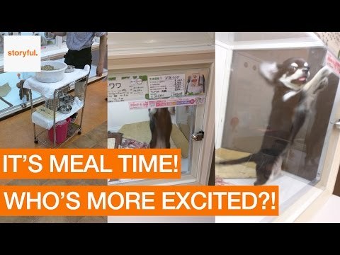 Chihuahuas in Pet Shop Are Very Excited for Dinner