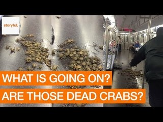 Скачать видео: Commuters Find Dozens of Crabs on NYC Subway Floor