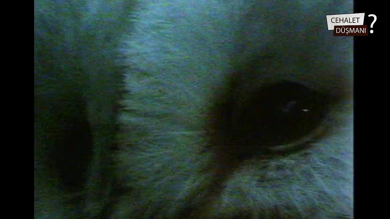 Baykuşlar Karanlıkta Nasıl Avlanır - How to Owls Hunt in Darkness