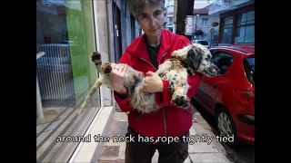 Rescued dog (Karditsa Greece) 27 2 2016