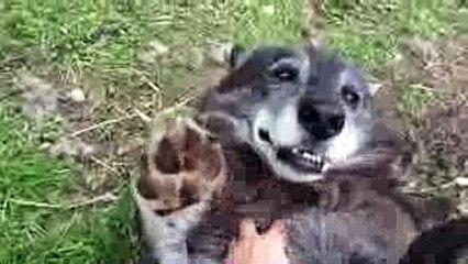 A very happy wolf