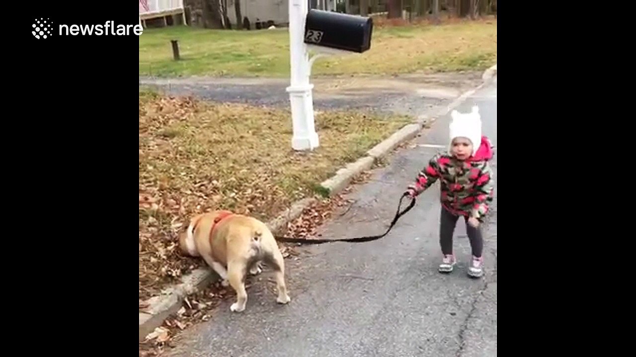 Toddler has a tantrum because her dog won't walk video Dailymotion