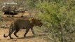 Safari tourists encounter leopard in South Africa