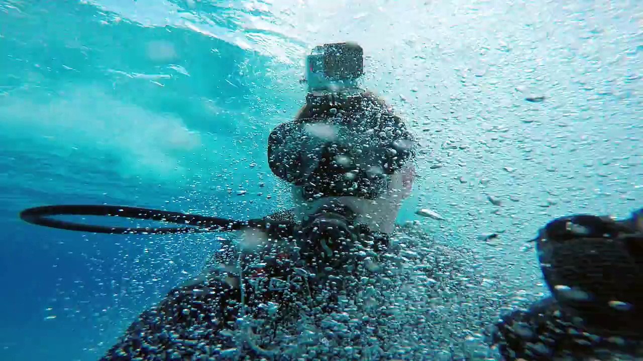 Someone Put A GoPro On A Hammerhead Shark And The Footage Is Awesome