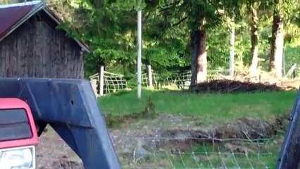 Des moutons se trompent de chemin