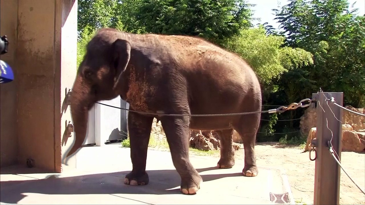 Portugal to win Euro 2016, predicts oracle elephant Zella
