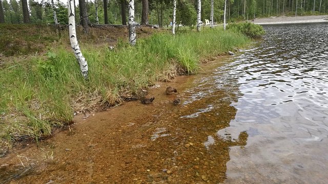 Huawei P9 Plus, тест камеры - Утки