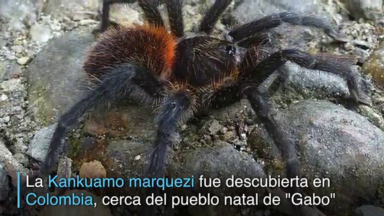 Conoce a la tarántula que homenajea a Gabriel García Márquez