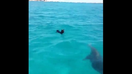 Кто с кем играет . Смешные приколы собаки дельфины