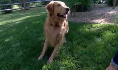 Dog escapes from home & find ways back to doggy daycare
