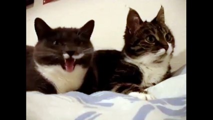 Мурлыкины разговоры. Смешные приколы кошки