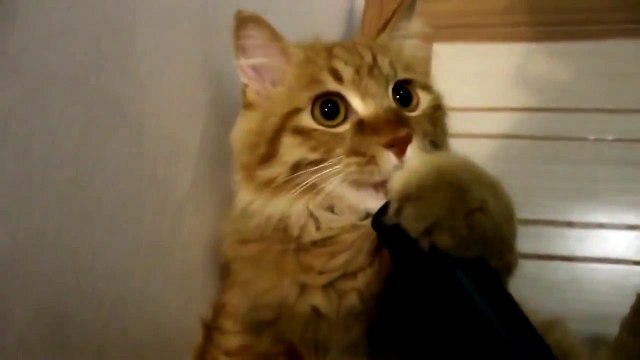 Не все коты боятся пылесосов. Смешные приколы кошки