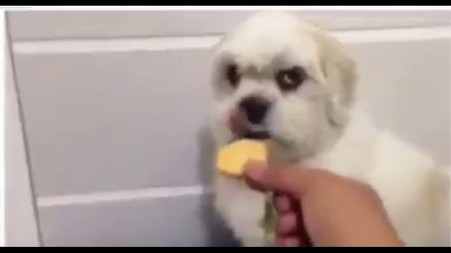 Любитель сосок. Смешные приколы собаки